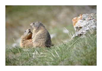 Jeux entre jeunes marmottes (Focale : 460mm, ISO : 100, Pose : 1/500s, f/5.6)